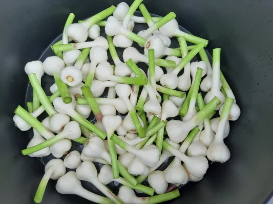 Afbeelding Smildeger Knoflook