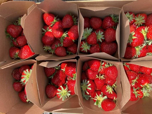 Afbeelding Pluktuin van Geesje