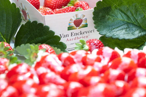 Afbeelding Van Enckevort Aardbeien
