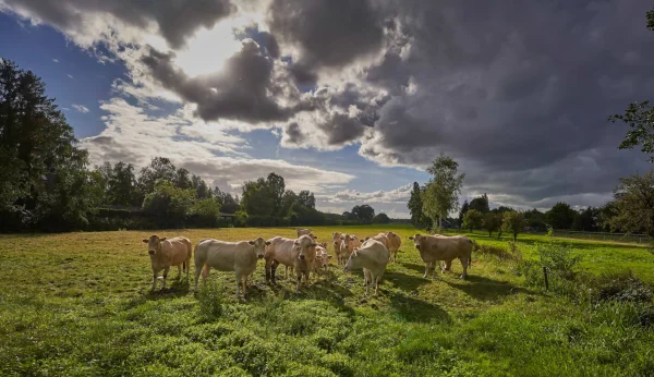 Afbeelding Rundvlees verkoop Eemnes
