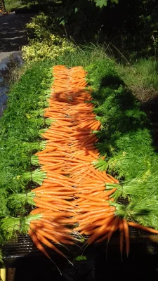 Afbeelding Groentekwekerij Luijkx