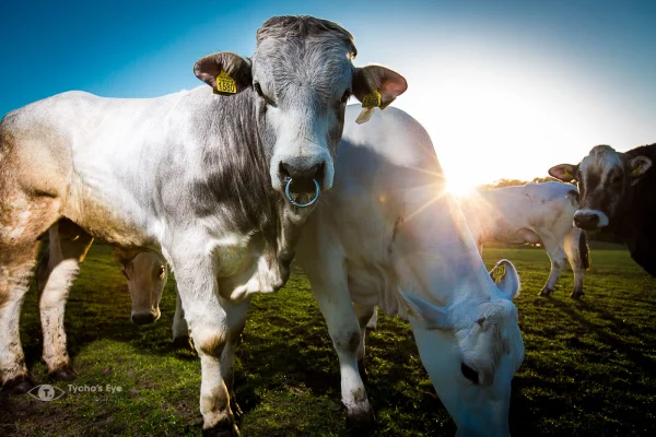 Afbeelding Boerderij Sinneveld