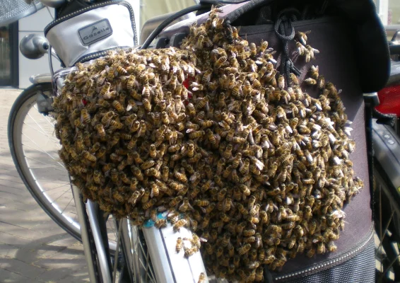 Afbeelding Imkerij Ceres