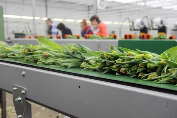 Afbeelding Tulpen.nl