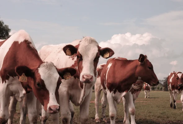 Afbeelding De Zuivelkraam