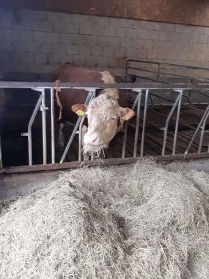 Afbeelding Boerderijwinkel De Hanse Hof