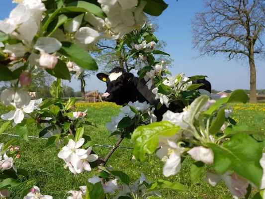 Afbeelding De Melktapperij