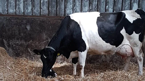 Afbeelding Melkveebedrijf De Heibloem V.O.F