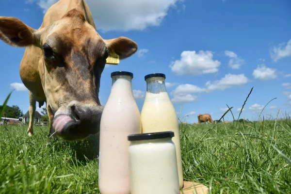 Afbeelding Zuivelinnen