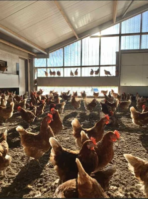 Afbeelding Familie Knook