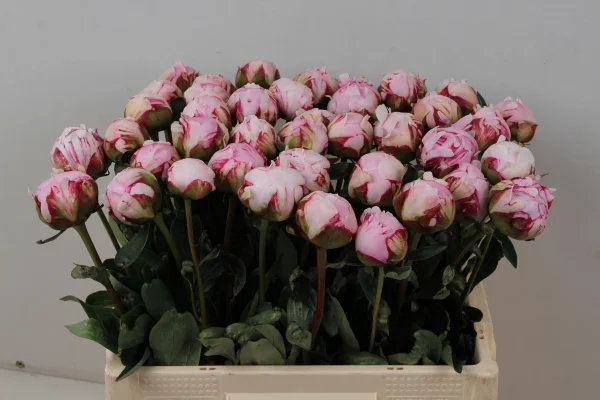 Afbeelding JLP Flowers