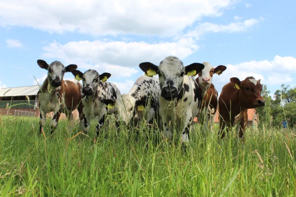 Afbeelding `t Overstege