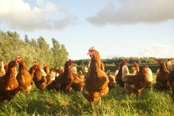 Afbeelding Boer Bergh