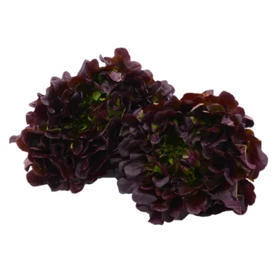 Productfoto Eikenbladsla, per stuk