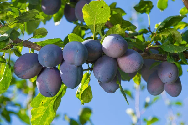 Productfoto Pruimen